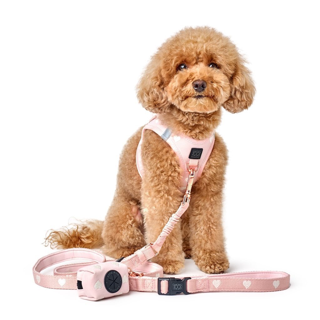 No-Pull Bungee Leash | City Dog Sweetheart