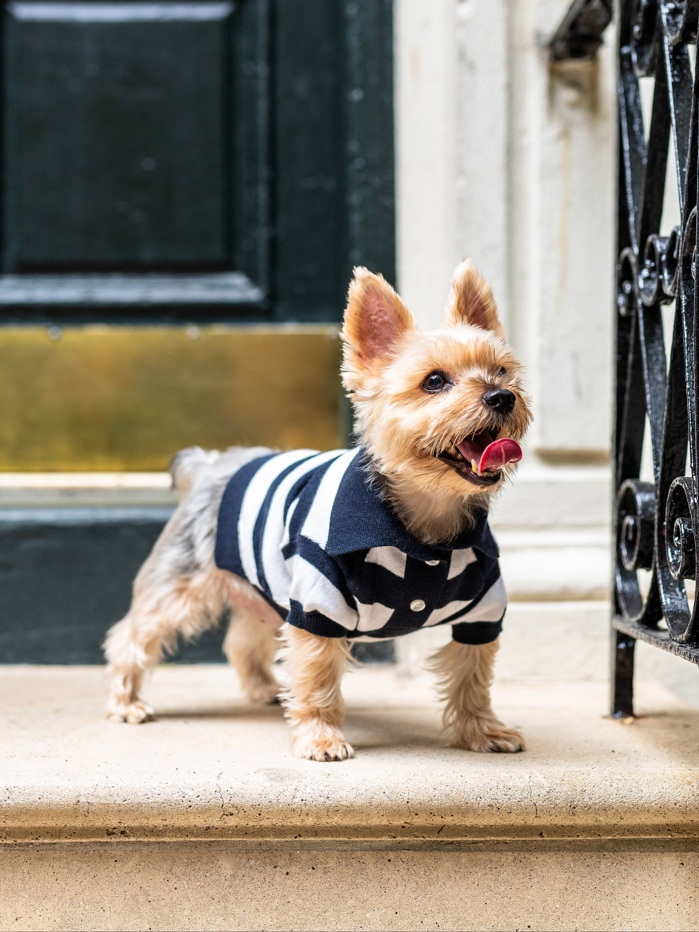 Cashmere Blend Polo Sweaters For Dogs