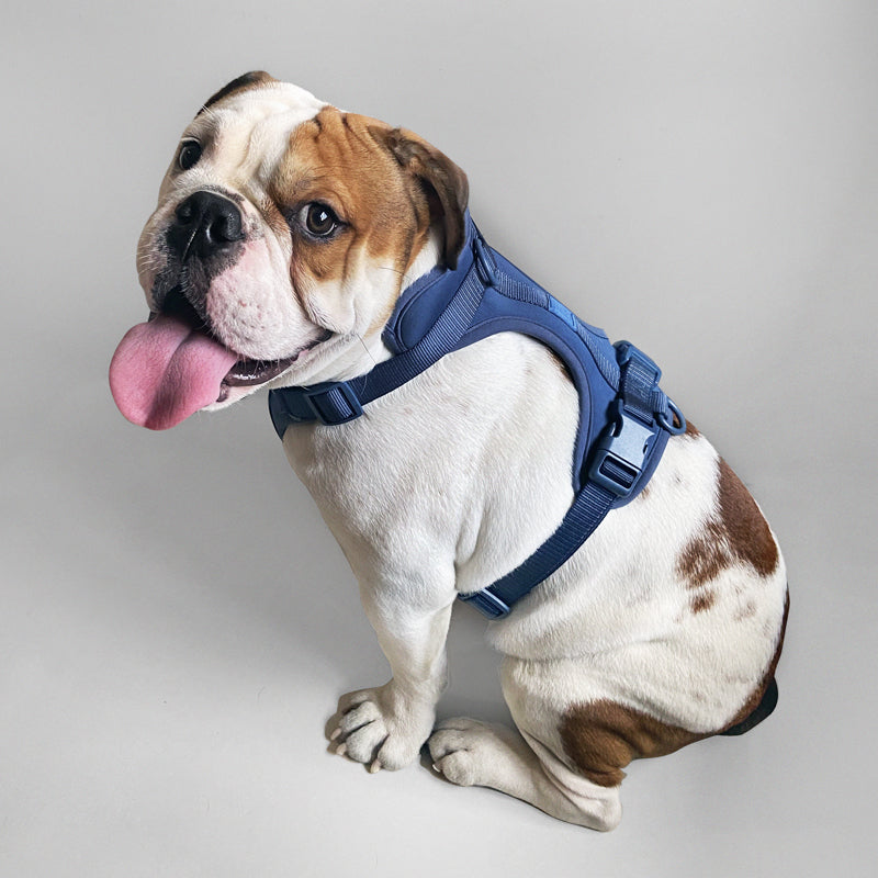 Cute lightweight cushioned dog harness