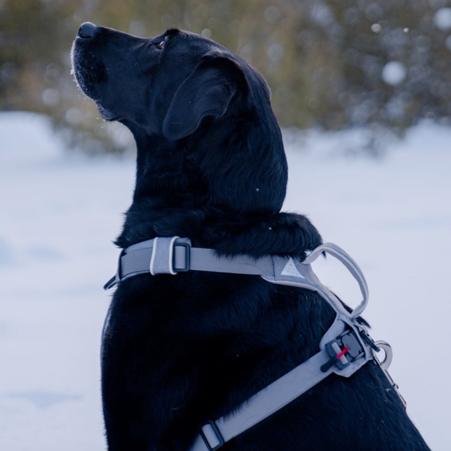 No-Pull Magnetic Dog Harness With Handle For Active Dogs